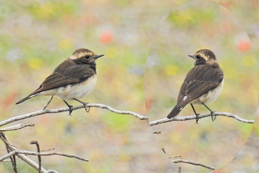 Cyprus Wheatear