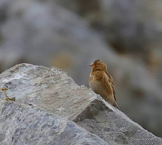 Eurasian Crimson-winged Finch