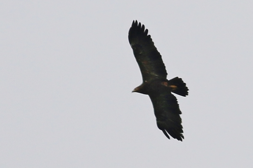 Greater Spotted Eagle