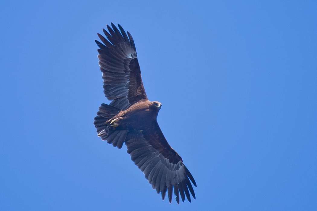 Greater Spotted Eagle