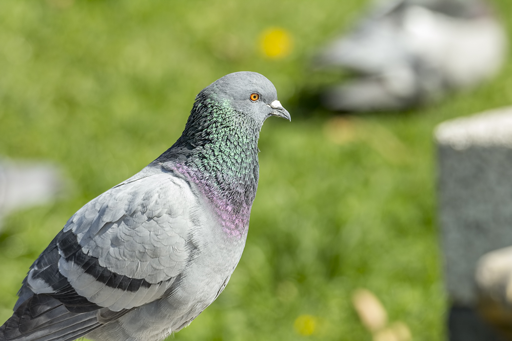Rock Dove