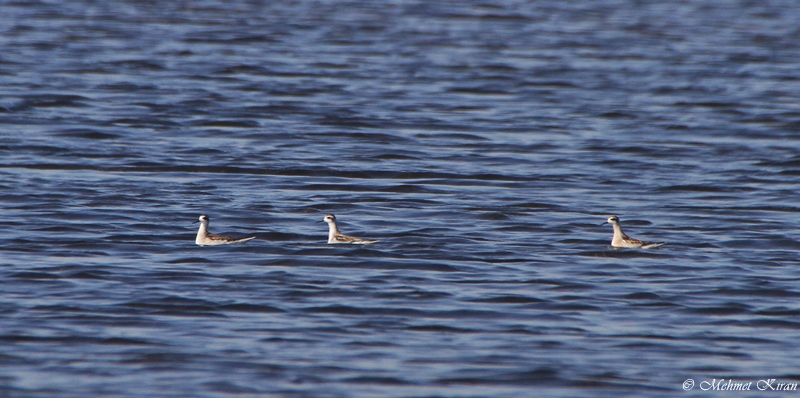 Red-necked Phalarope