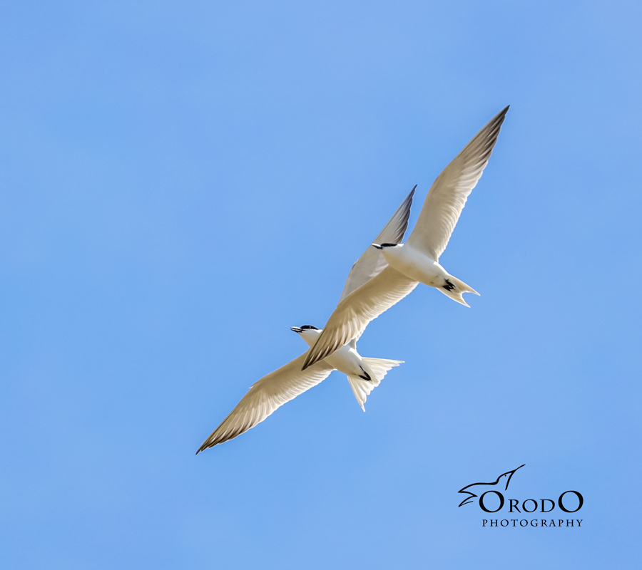 Gull-billed Tern