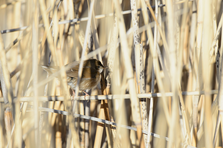 Savi`s Warbler