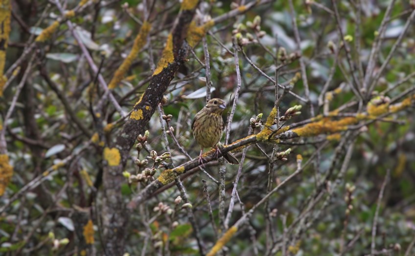 Yellowhammer
