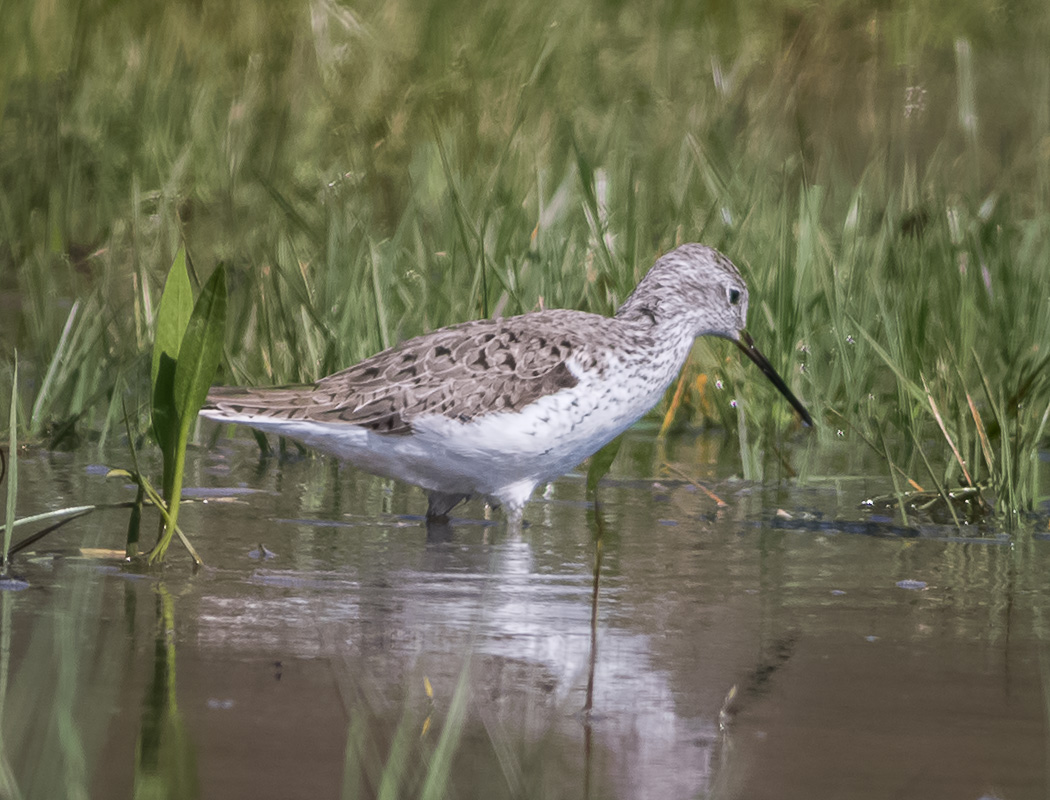 Marsh Sandpiper