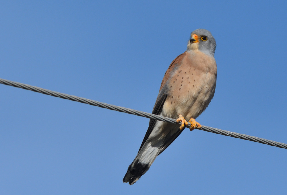 Lesser Kestrel