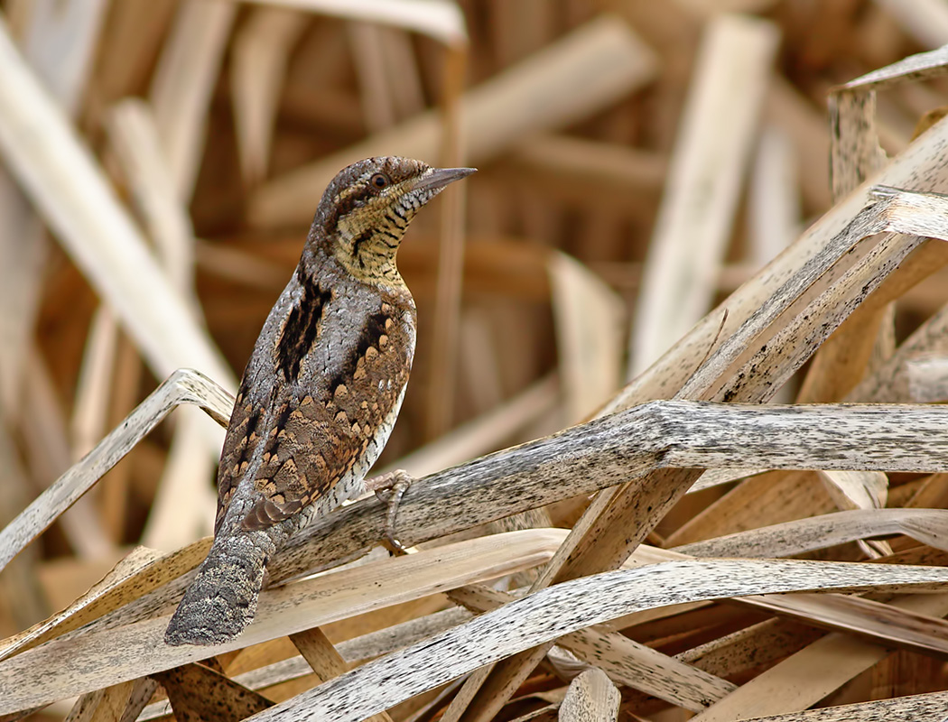 Eurasian Wryneck
