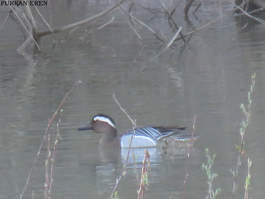 Garganey