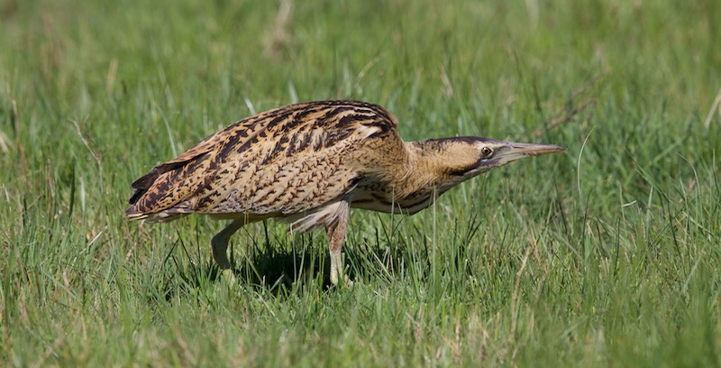 Eurasian Bittern
