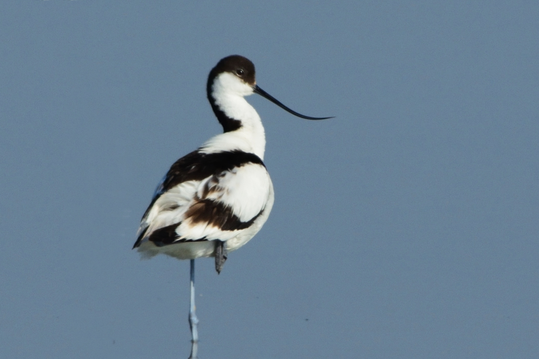 Pied Avocet