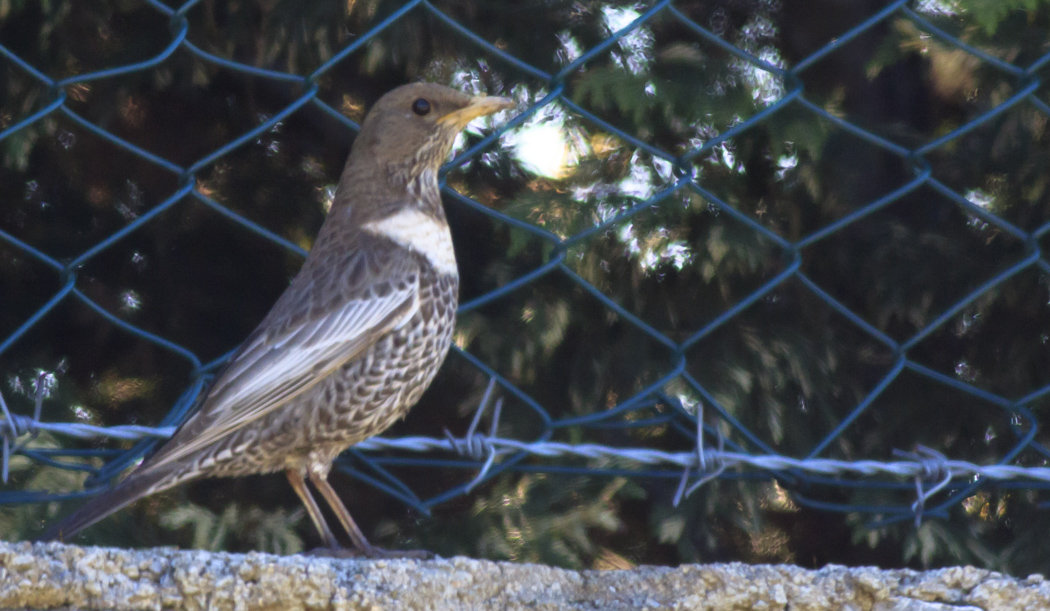 Ring Ouzel