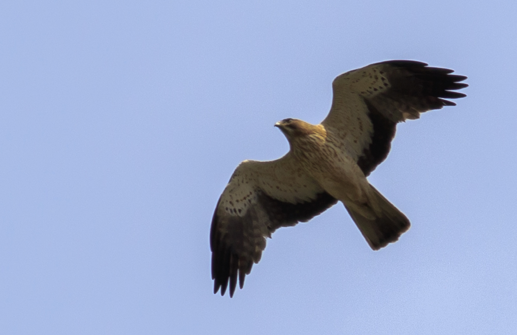 Booted Eagle