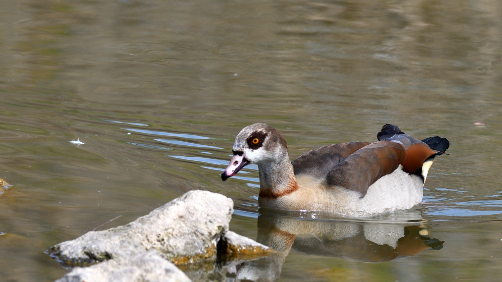 Egyptian Goose