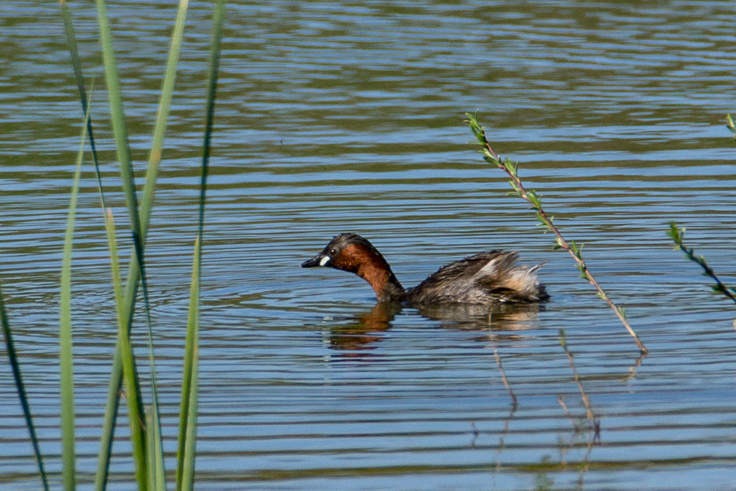 Little Grebe