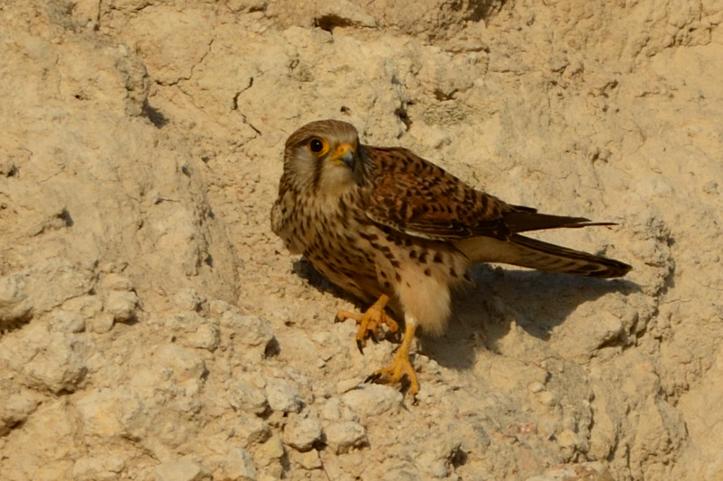 Common Kestrel