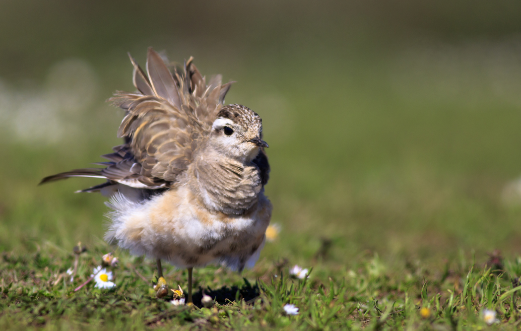 Eurasian Dotterel