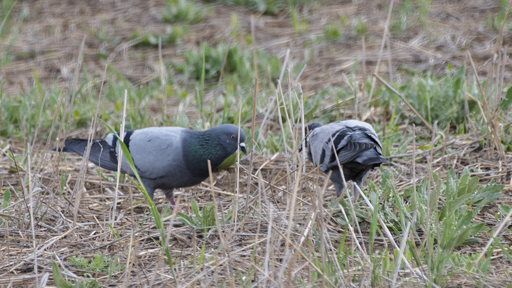 Rock Dove