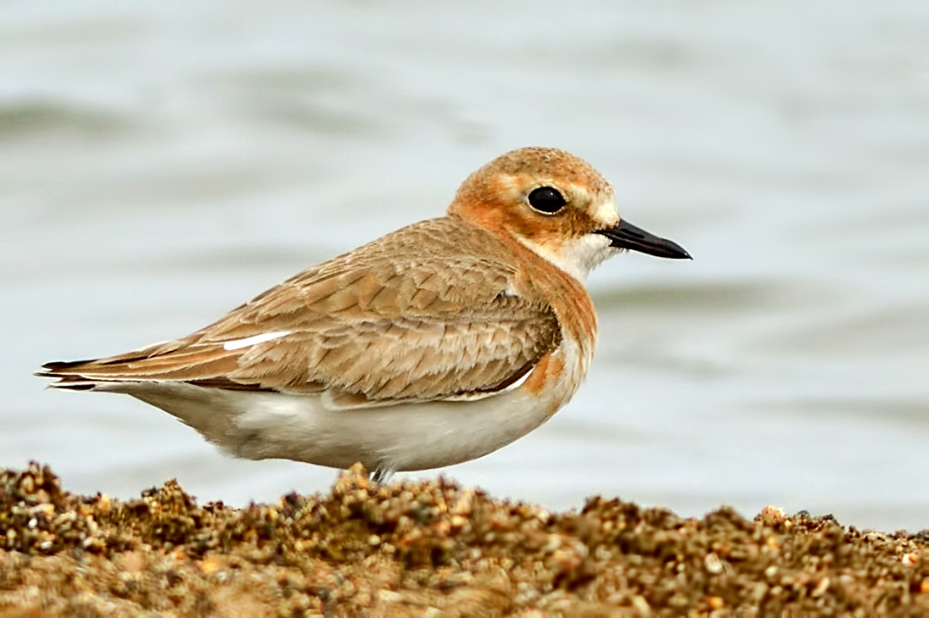 Greater Sand Plover