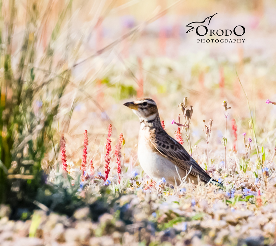 Bimaculated Lark