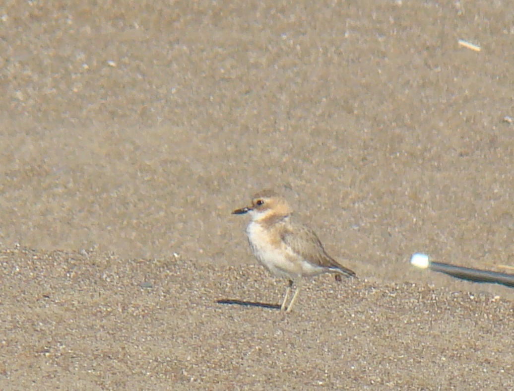 Greater Sand Plover
