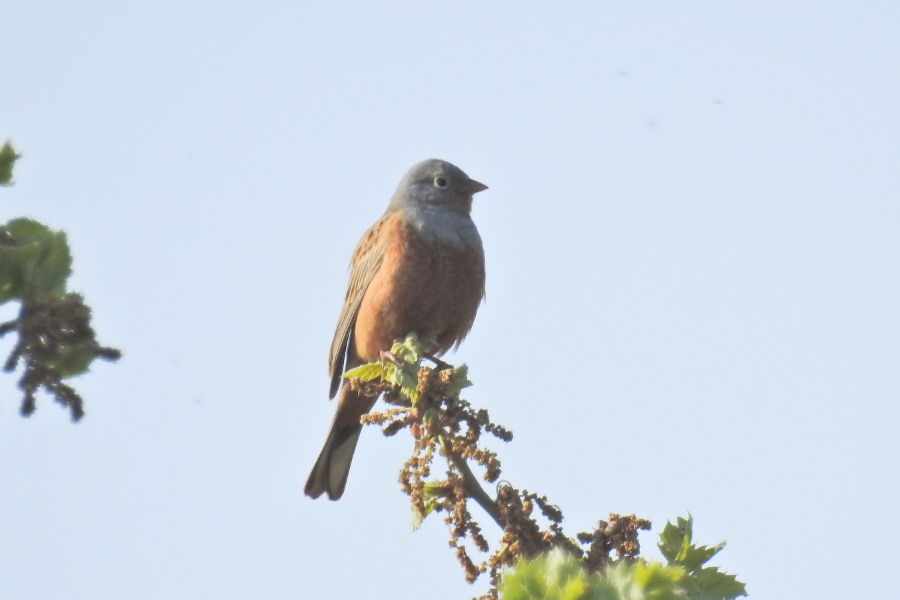 Cretzschmar`s Bunting