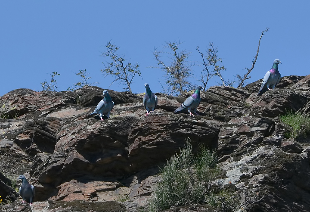 Rock Dove