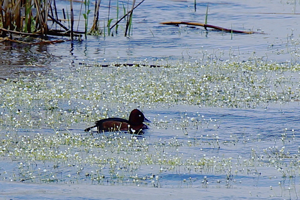 Pasbaş Patka