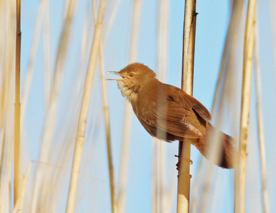 Savi`s Warbler