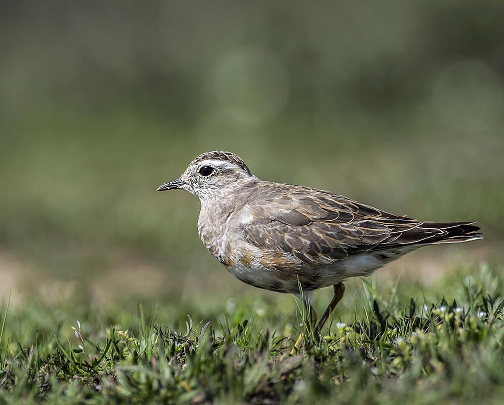 Eurasian Dotterel