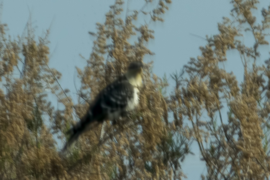 Great Spotted Cuckoo