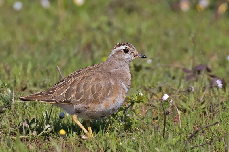 Eurasian Dotterel