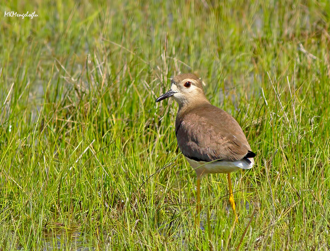 White-tailed Lapwing