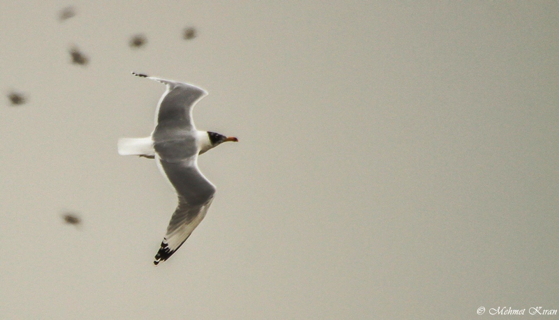 Pallas`s Gull