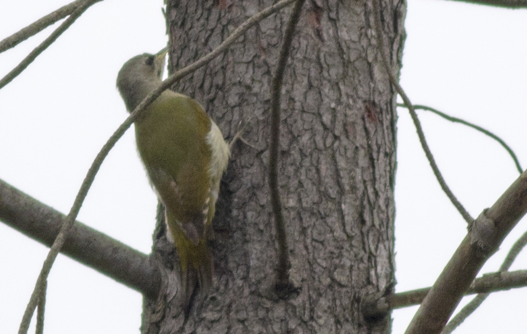 Grey-headed Woodpecker