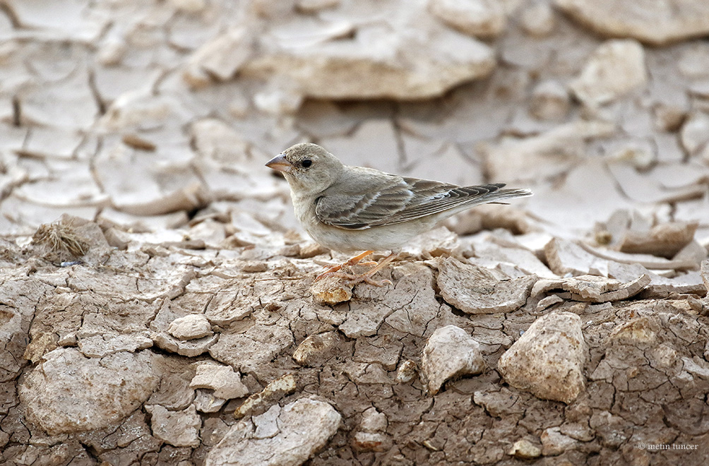 Pale Rockfinch