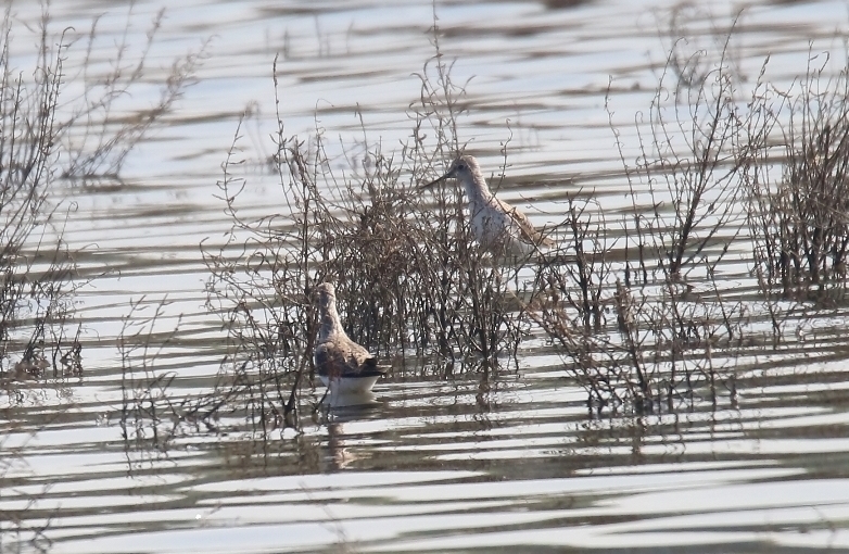 Bataklık Düdükçünü