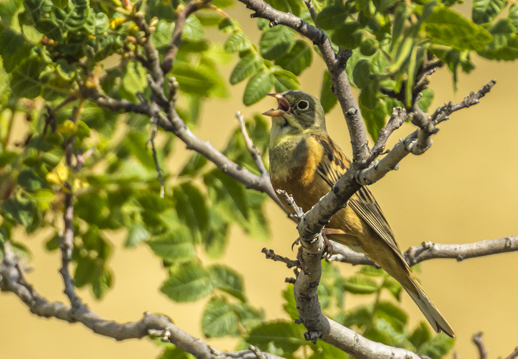Ortolan Bunting