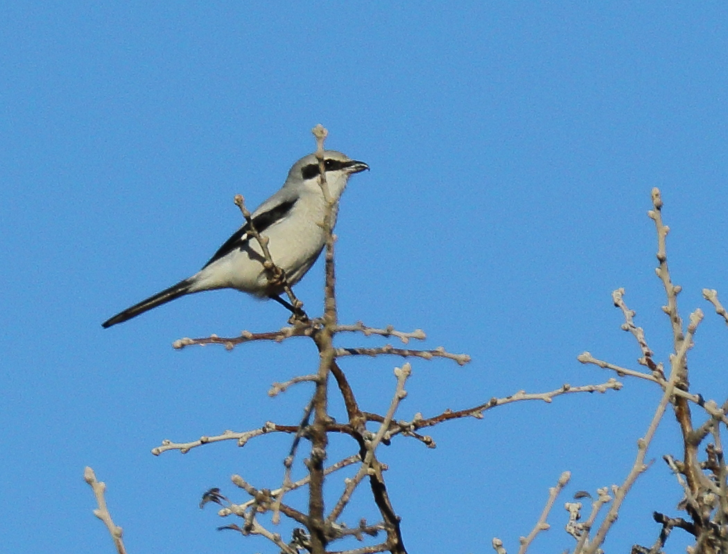 Great Grey Shrike