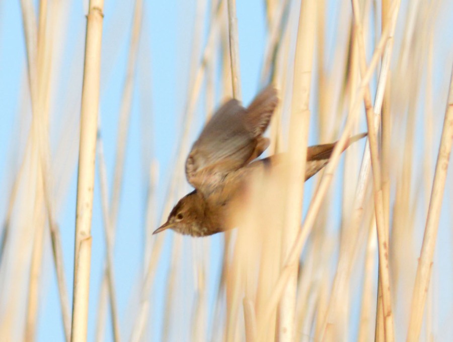 Savi`s Warbler