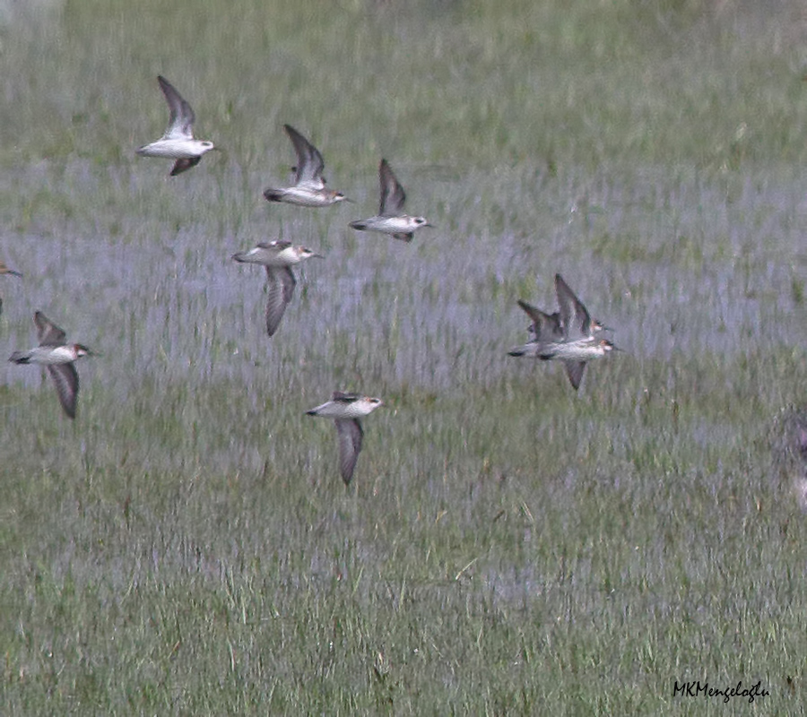 Red-necked Phalarope