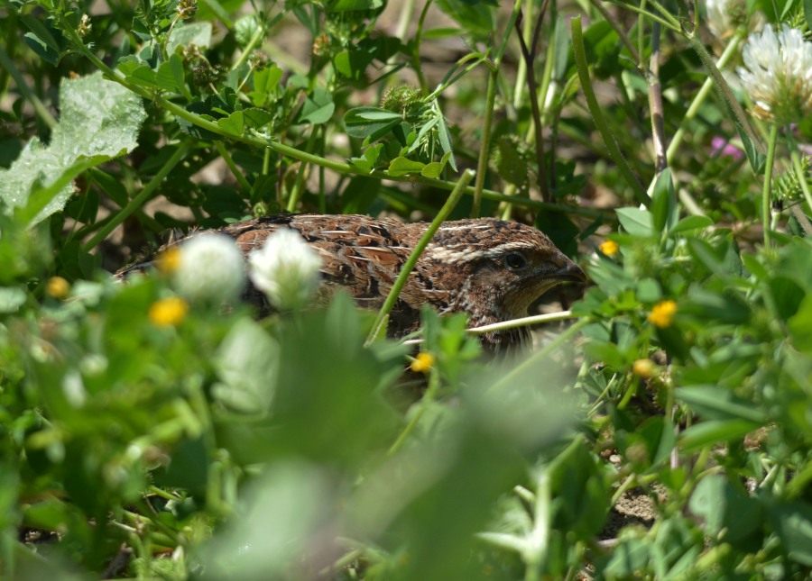 Common Quail