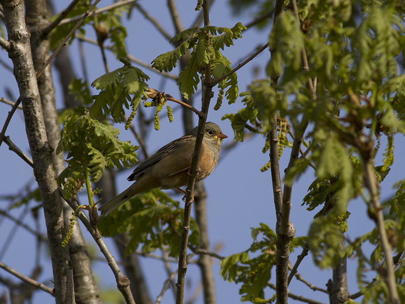Ortolan Bunting