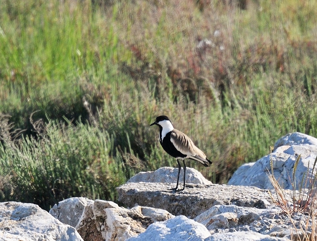 Mahmuzlu Kızkuşu