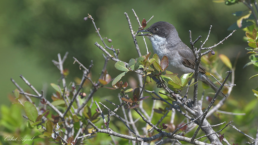 Eastern Orphean Warbler