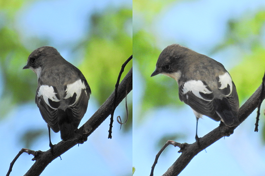 European Pied Flycatcher