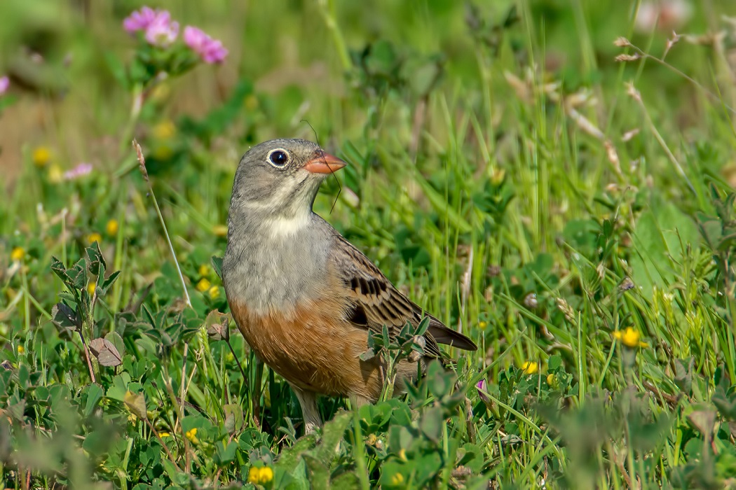 Ortolan Bunting