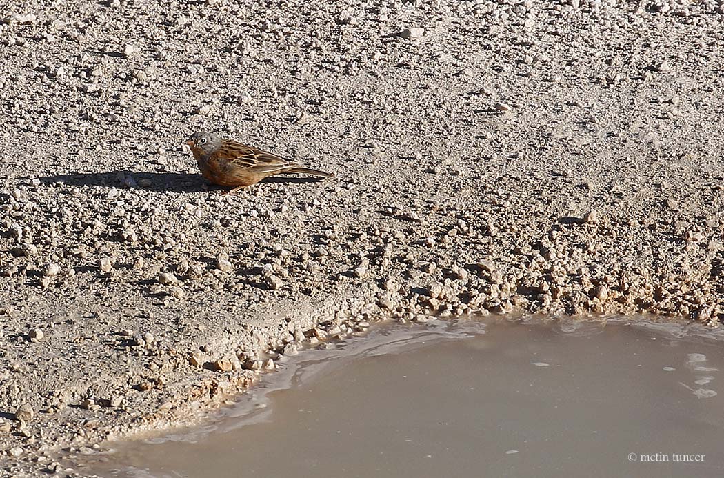 Cretzschmar`s Bunting