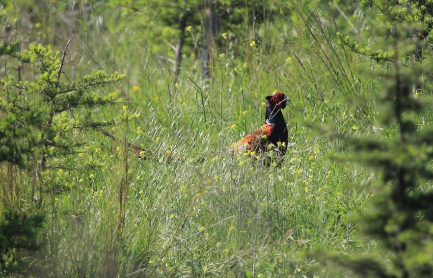Common Pheasant