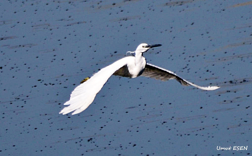 Little Egret